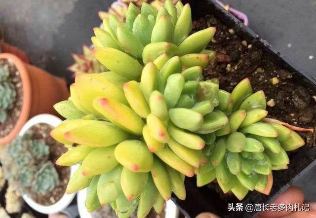 这是什么多肉植物？保养要注意什么？