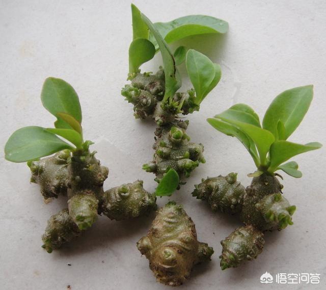 名叫“藤三七”的植被有什么工效和效率？