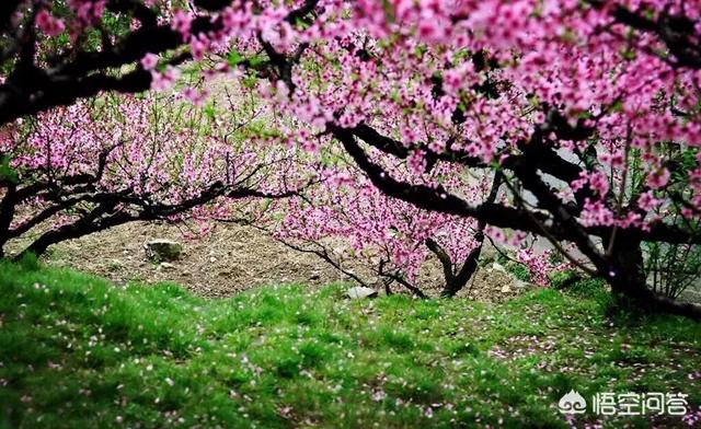 桃花还好吗拍场面？