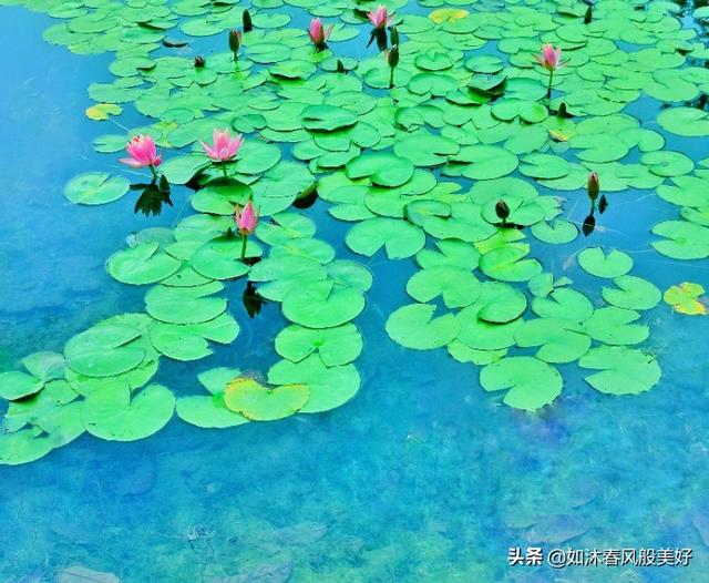 荷花莲花有什么辨别？几何拍照喜好者拍了莲花叫荷花？