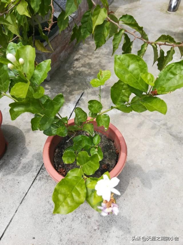 茉莉花花干什么总掉花苞？