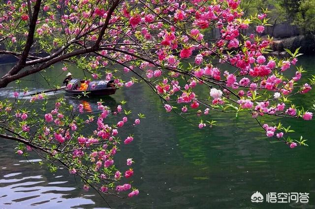 桃花还好吗拍场面？