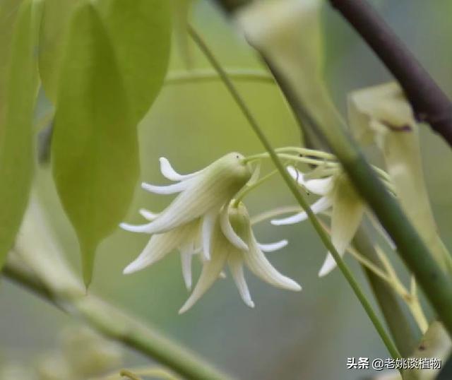 有一种水果叫九月皇，你吃过吗？它是一种什么样的植物？