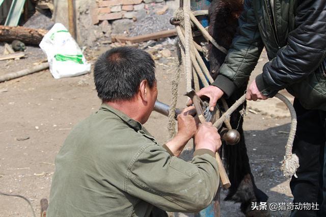 干什么要给马钉马蹄铁，水泥钉牢牢钉在马蹄上，马不疼吗？