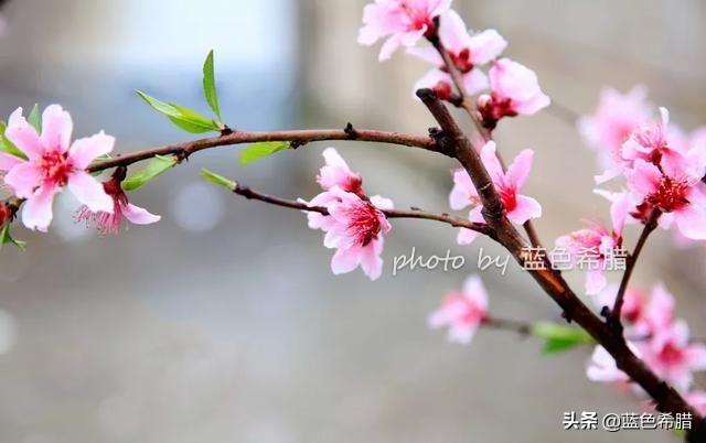 怎样拍摄出“草色青青柳色黄，桃花历乱李花香”的唯好心境？