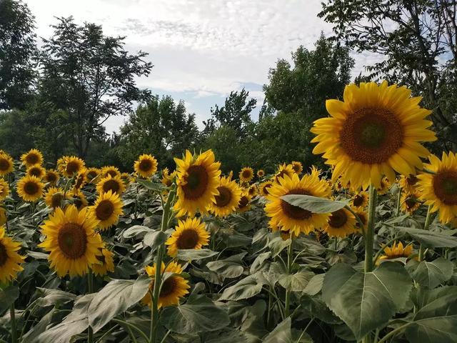 奥森公园葵花展什么功夫发端？