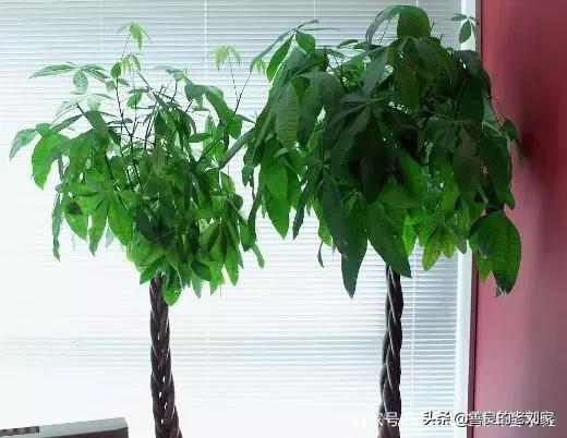 发达树培植本领重心是什么？什么功夫定植好呢？