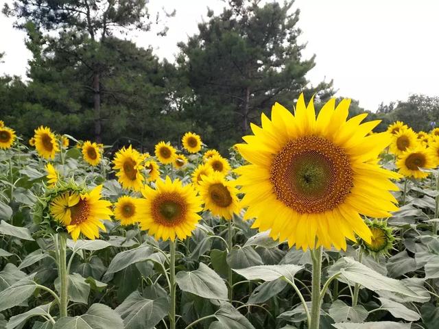 奥森公园葵花展什么功夫发端？