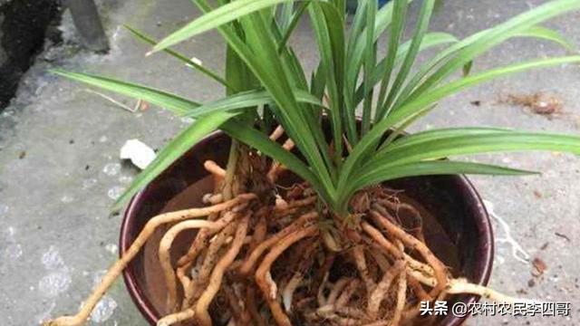 兰花怎样种？