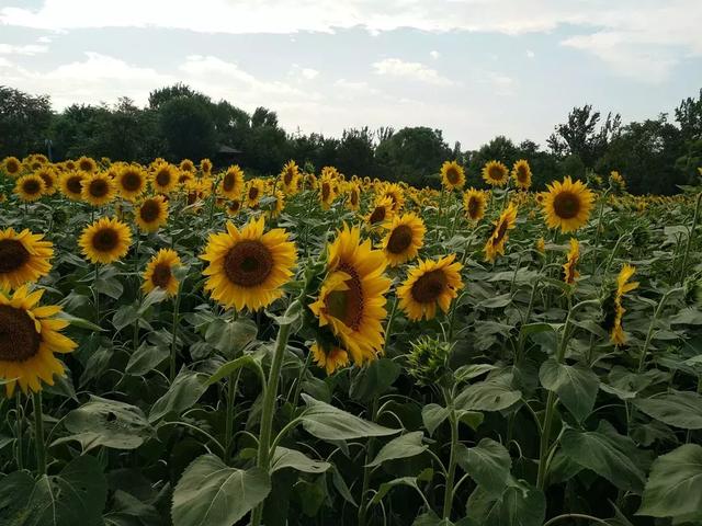 奥森公园葵花展什么功夫发端？