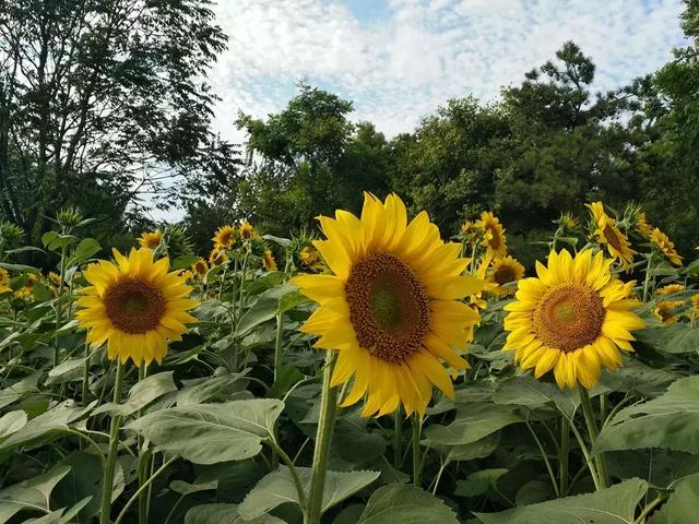 奥森公园葵花展什么功夫发端？