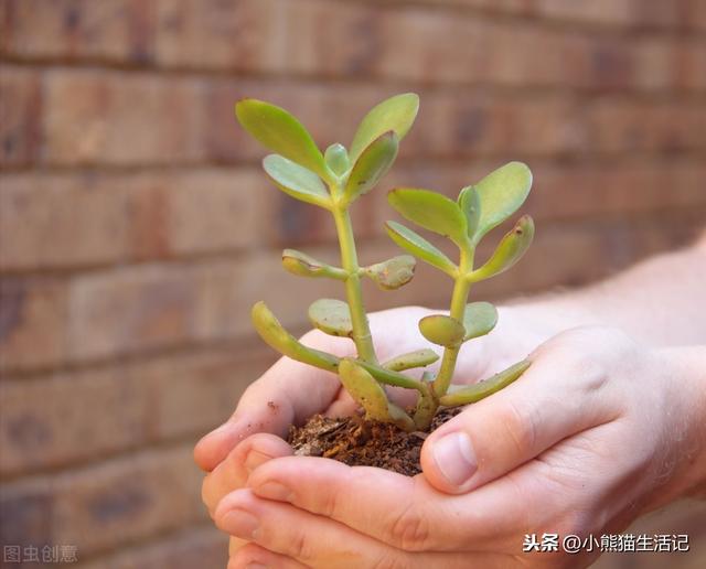 怎样繁育燕子掌，本领制止其毒性？