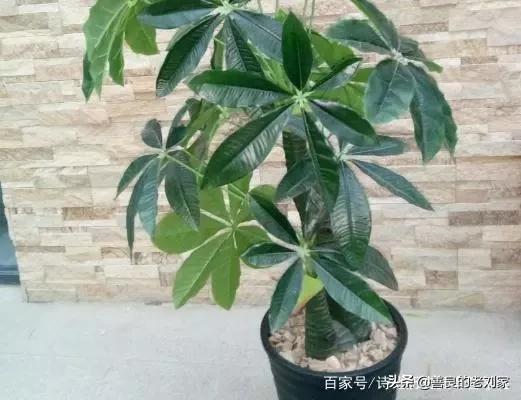 发达树培植本领重心是什么？什么功夫定植好呢？