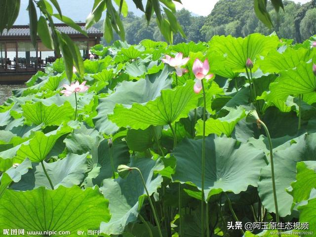 夏天开有什么最常见的花草？