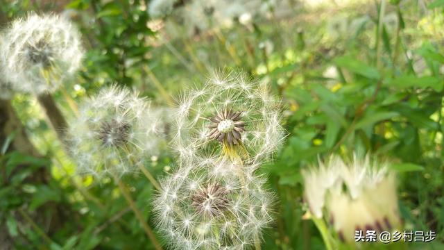 野生蒲公英图片：想要种植野生蒲公英，如何管理高产收获？