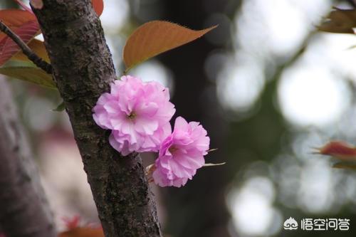 手机可以拍樱花吗？如何拍摄？