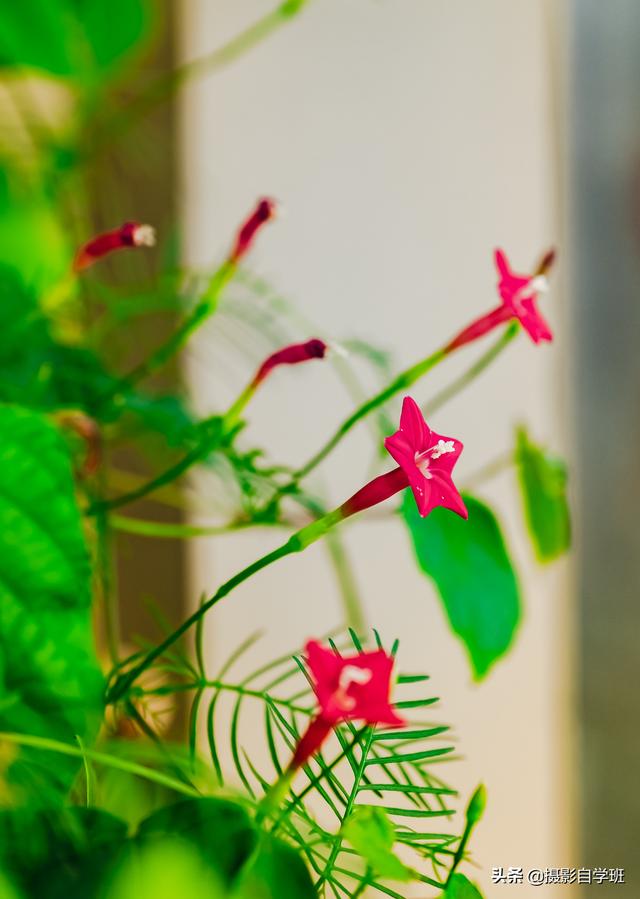 仍旧春暖花开，你拍花卉像片了吗，能不许瓜分些拍摄和修图本领？