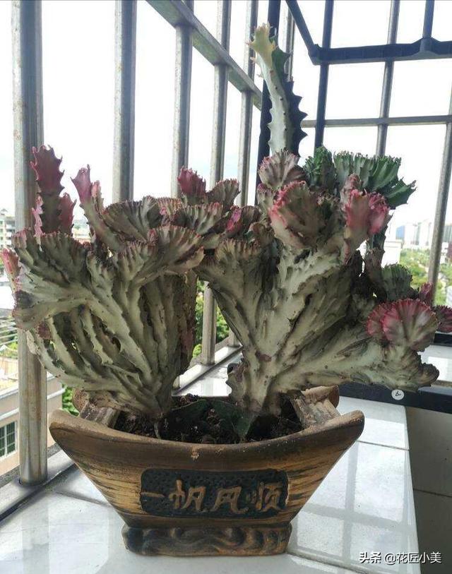 我养的麒麟植被如何没光彩？