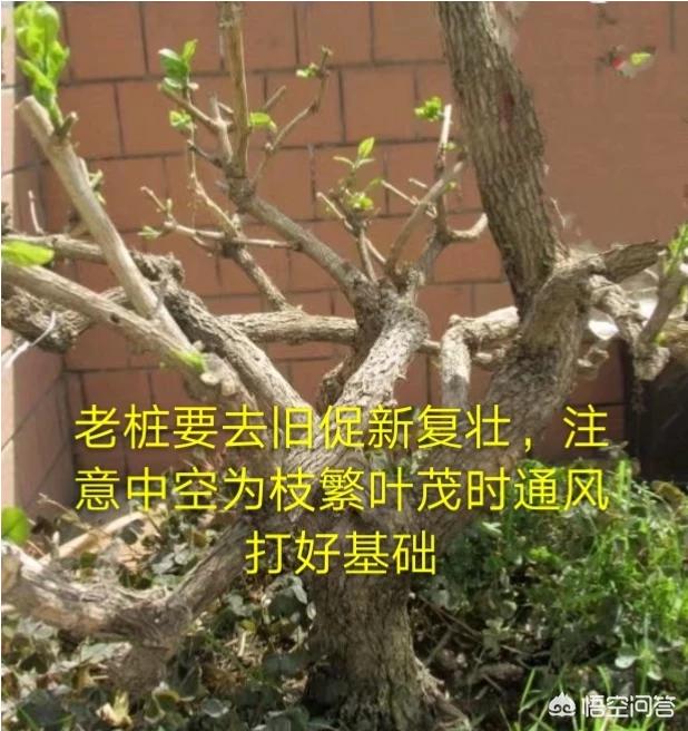 茉莉花花有什么个性，怎样举行培植处置？