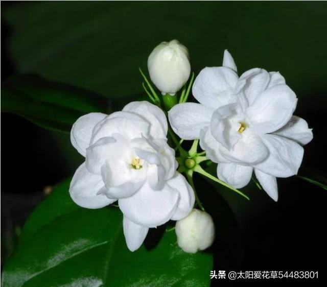 夏季网购的茉莉花花叶子掉光了如何办？