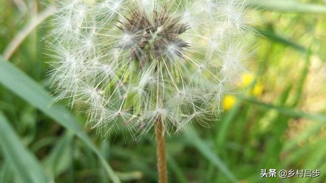 野生蒲公英图片：想要种植野生蒲公英，如何管理高产收获？