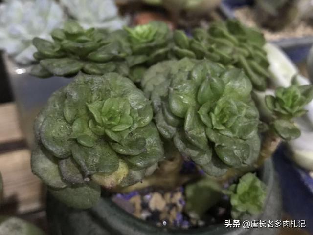 如何保持蜡牡丹？它非常热爱吗？