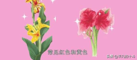 夏天的花是什么？