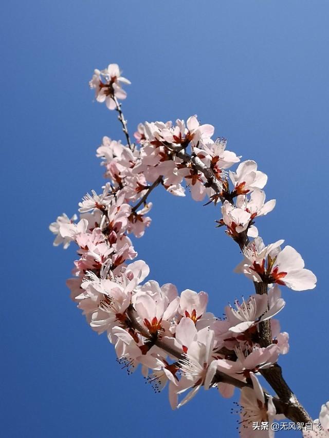 花儿图片:又到拍摄花儿的时节，怎样运用花儿的时髦来表达情绪？