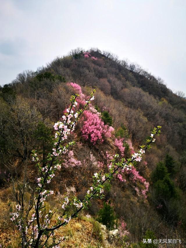 花儿图片:又到拍摄花儿的时节，怎样运用花儿的时髦来表达情绪？