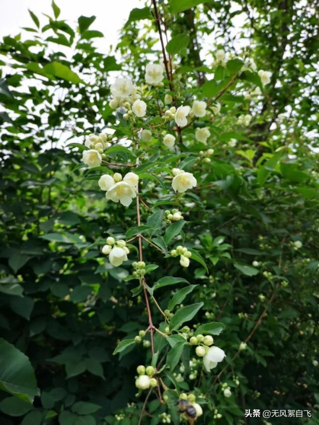 花儿图片:又到拍摄花儿的时节，怎样运用花儿的时髦来表达情绪？