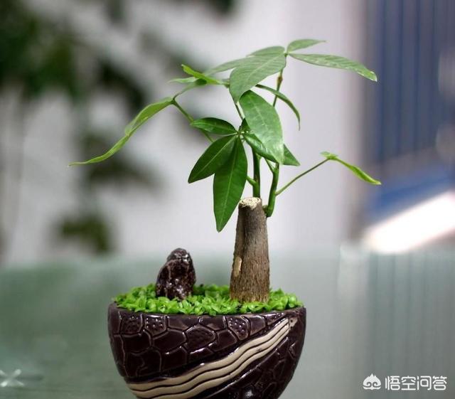 适合放置哪些植物：将植物放在桌子上，办公室的植物是什么？