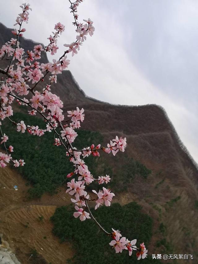 花儿图片:又到拍摄花儿的时节，怎样运用花儿的时髦来表达情绪？