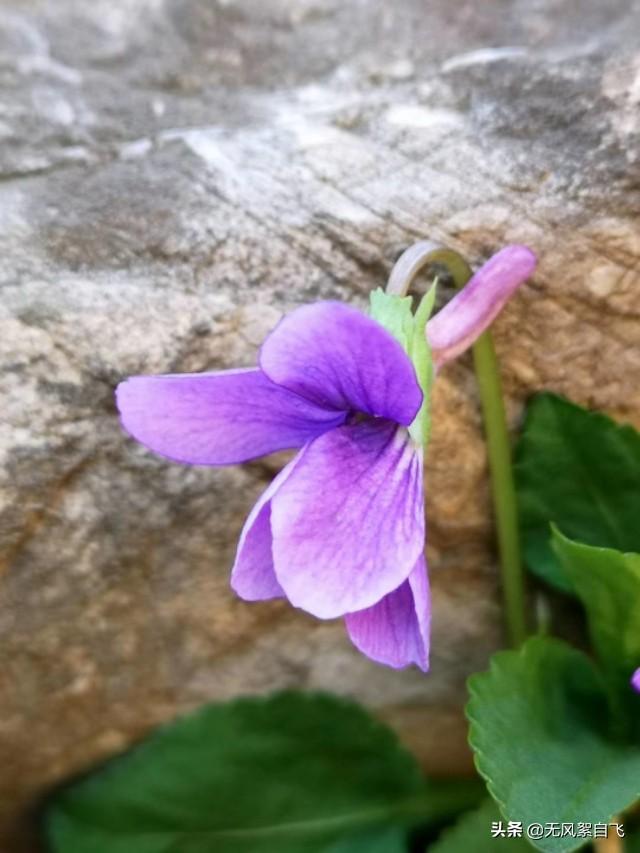 花儿图片:又到拍摄花儿的时节，怎样运用花儿的时髦来表达情绪？