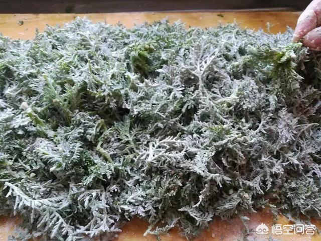 米蒿的图片:麦子地里的荒草“米蒿”，它有什么运用价格？