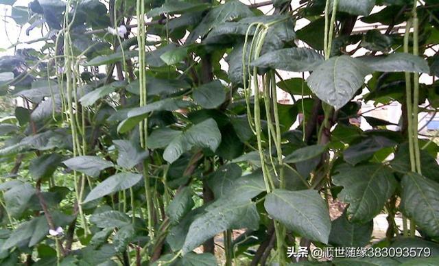 海角豆图片：长豆已经开始了角落，你仍然可以顶部肥料吗？