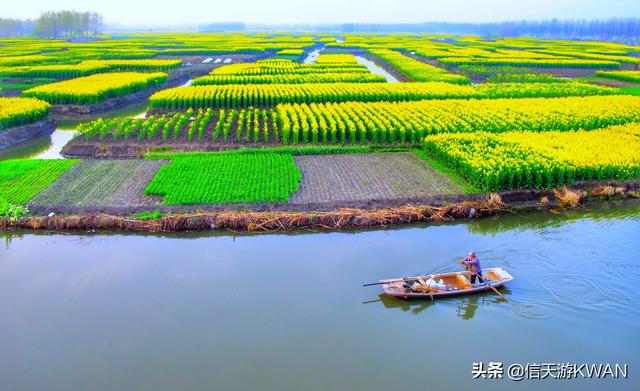 黄花图片高清:本年兴化黄花时节快到了，有没有不妨去观赏黄花的大概？