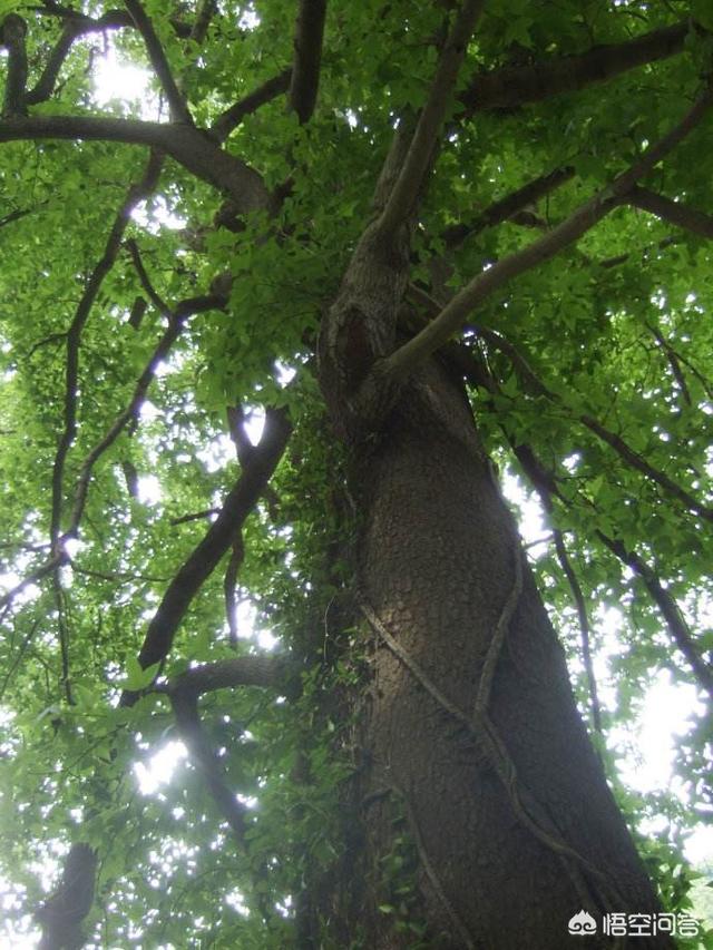 枫香天井:家园栽枫树好吗？