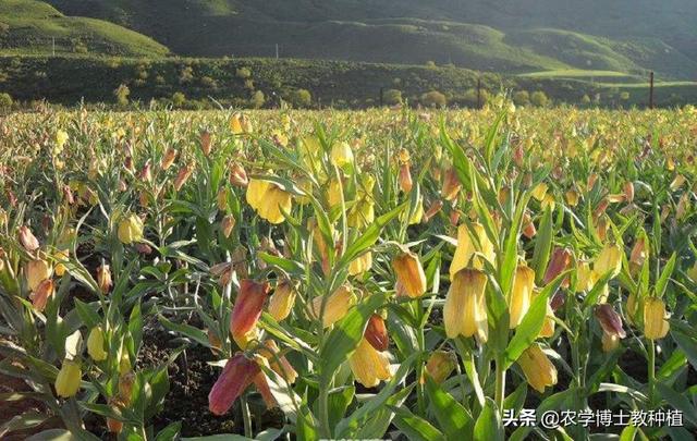 川贝培植:国药材川贝怎样人为培植呢？