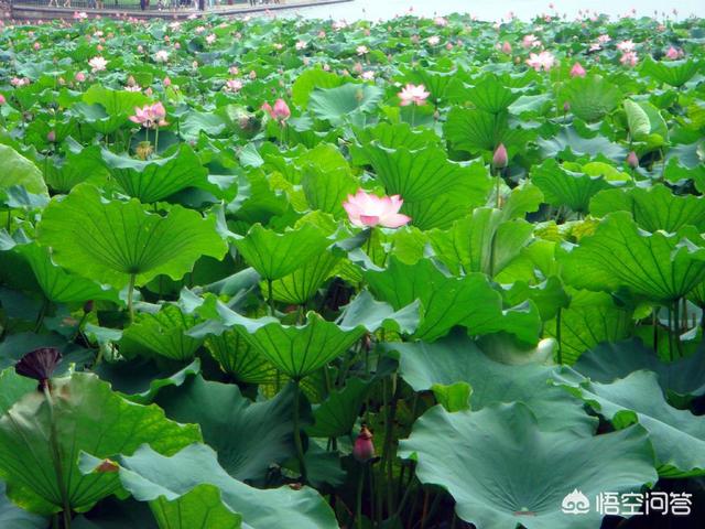 莲花图片大全大图高清:荷是一种普遍的植被，干什么古今来往的很多墨客都爱好咏叹它？