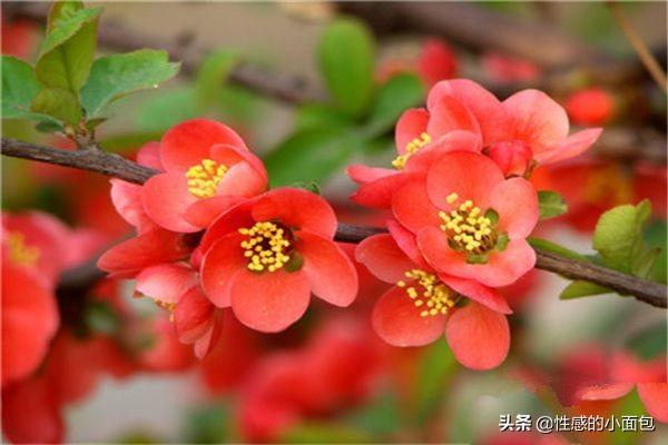 榴莲果花图片大全大图:榴莲果花种类大全：榴莲果花5种种类？