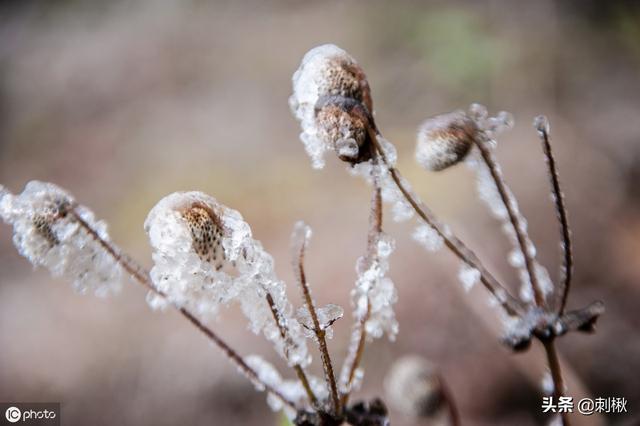 野棉花图片:乡村罕见的“野棉花”是还好吗的植被？有什么用途？