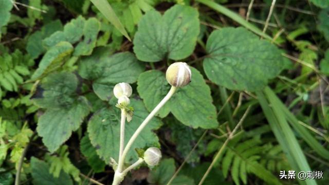 野棉花图片:乡村罕见的“野棉花”是还好吗的植被？有什么用途？