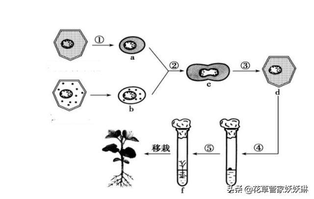 西番莲健将:西番莲混栽会杂交吗？