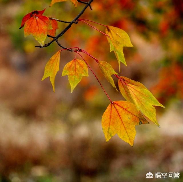 枫香天井:家园栽枫树好吗？