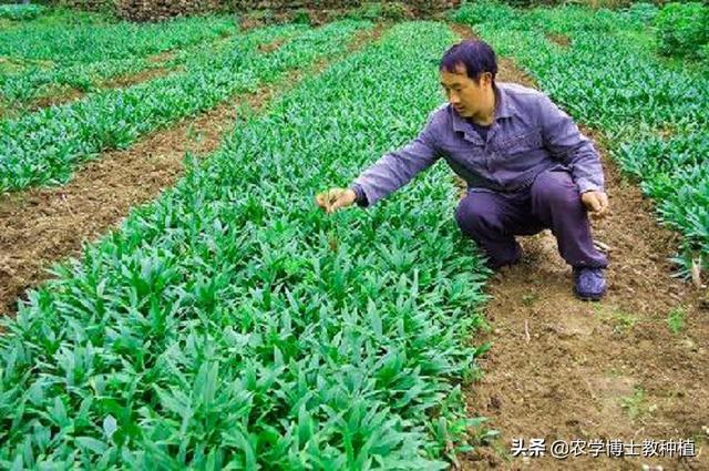 川贝培植:国药材川贝怎样人为培植呢？