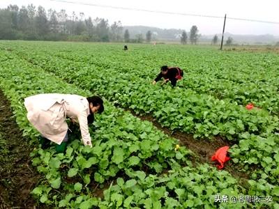 油菜图片大全大图:培植的油菜，在冬季时展示抽薹的局面，是什么因为？该怎样处置？