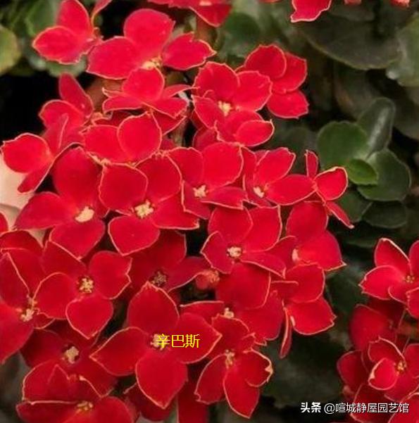 红花图片：红色单花瓣长鲜花是否非常严格，您要注意吗？