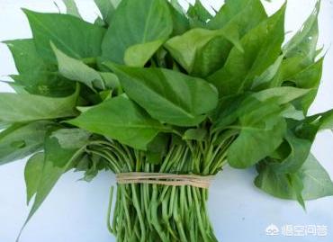 长命菜图片:“长命菜”是指的什么菜？