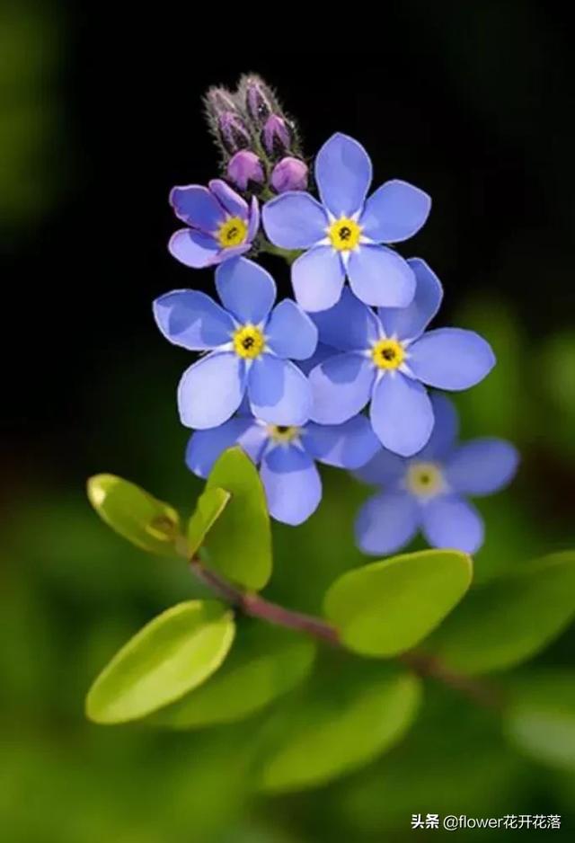 干花花束图片:鲜花总归是要凋零的，那如何把要凋零的鲜花保存下来呢？比方做书签，干花什么的，有没有更好的创新意识？