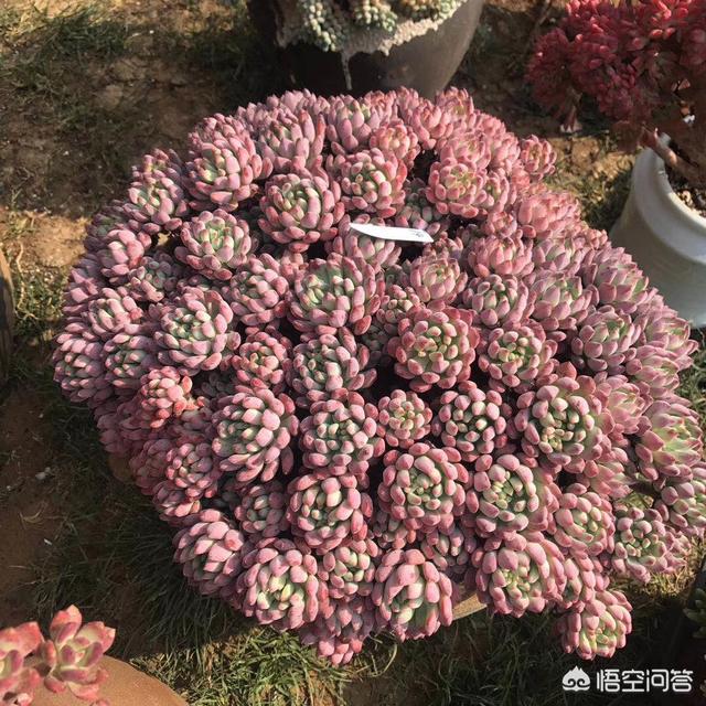 多肉植被图片大全称呼:什么是多肉植被？